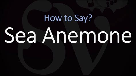 sea anemone pronunciation
